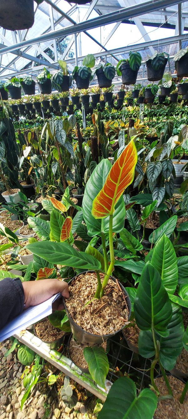 Philodendron subhastatum