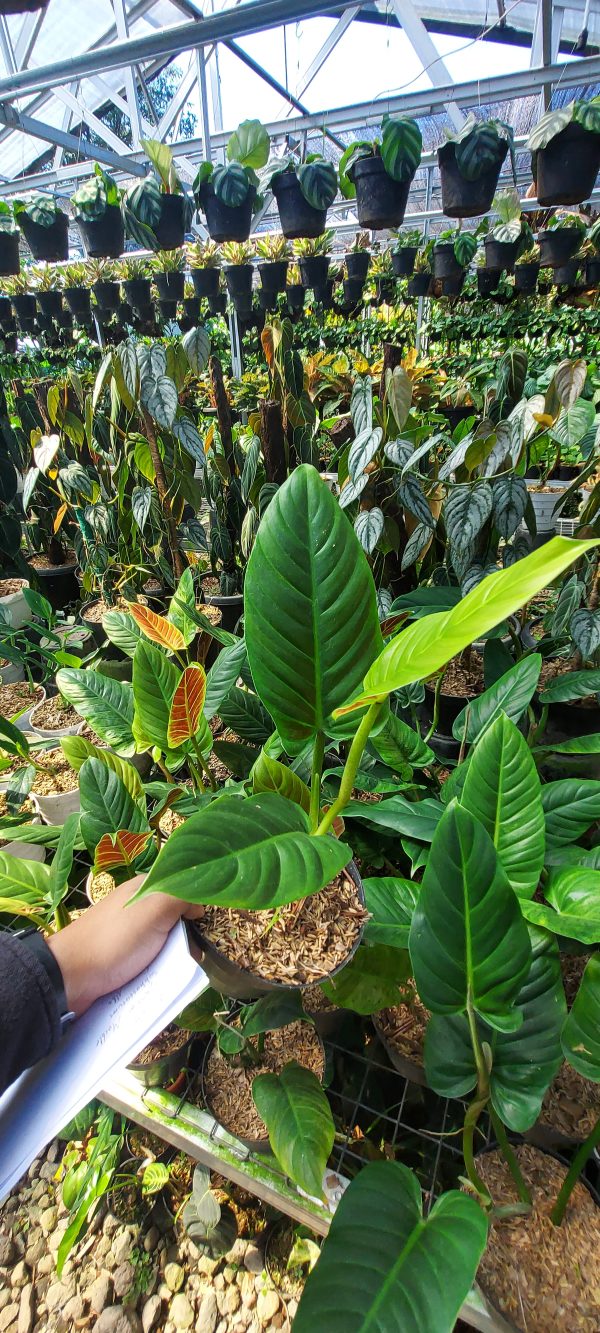 Philodendron subhastatum - Image 4