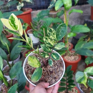 Zamioculcas zamiifolia varigated