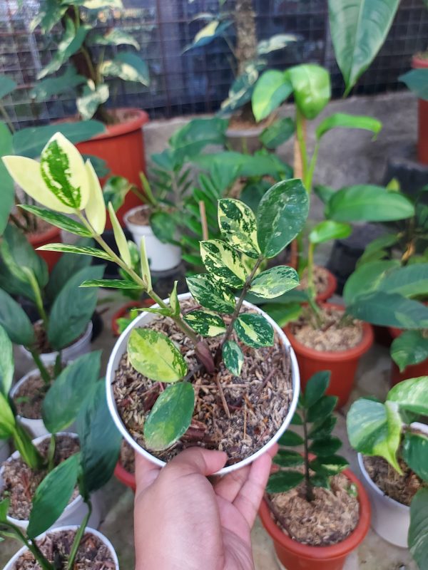Zamioculcas zamiifolia varigated