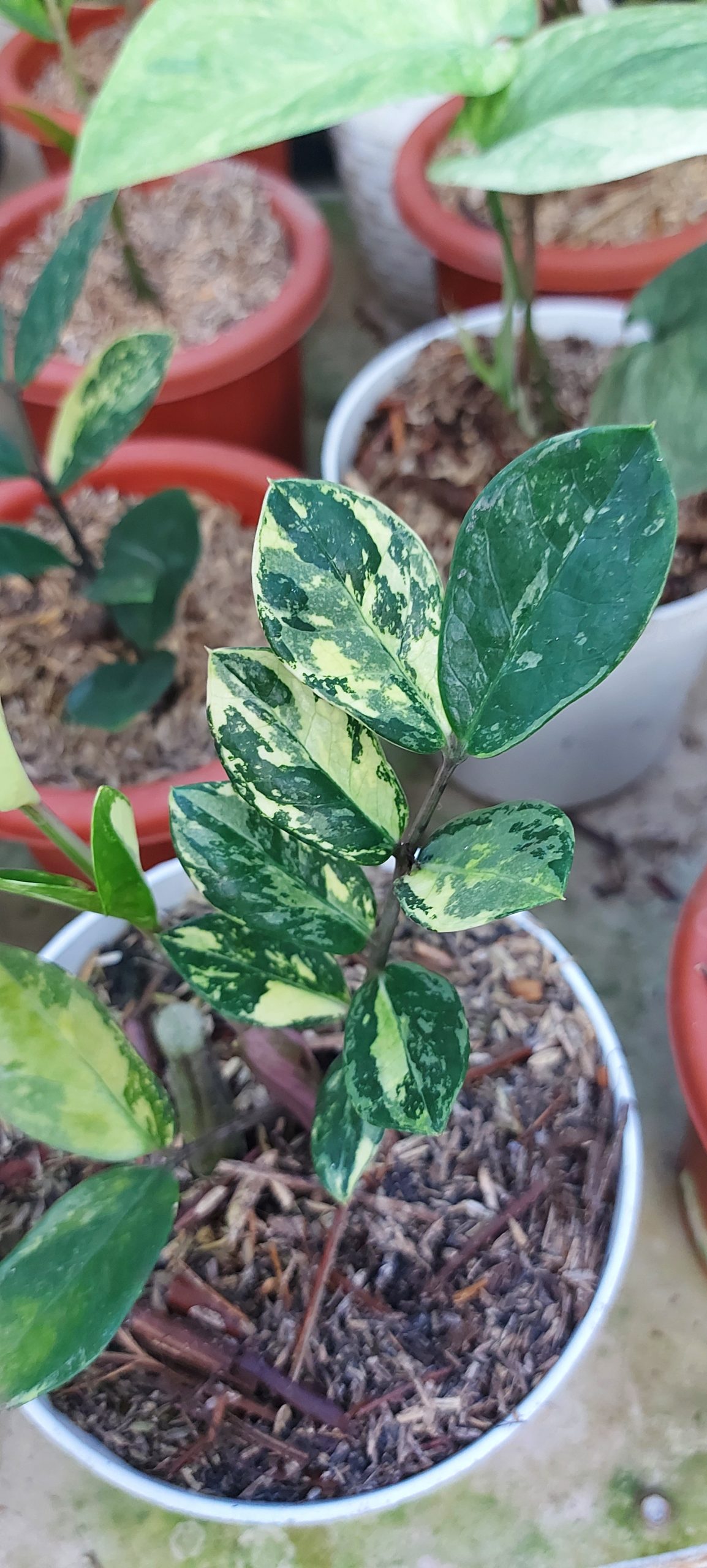 Zamioculcas zamiifolia varigated - Image 2