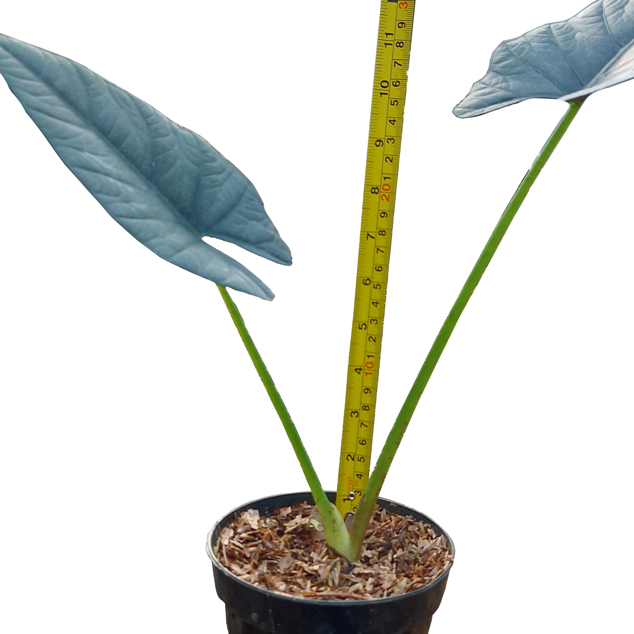 Alocasia reginae - Image 2