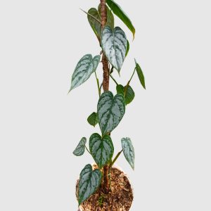 Philodendron brandtianum