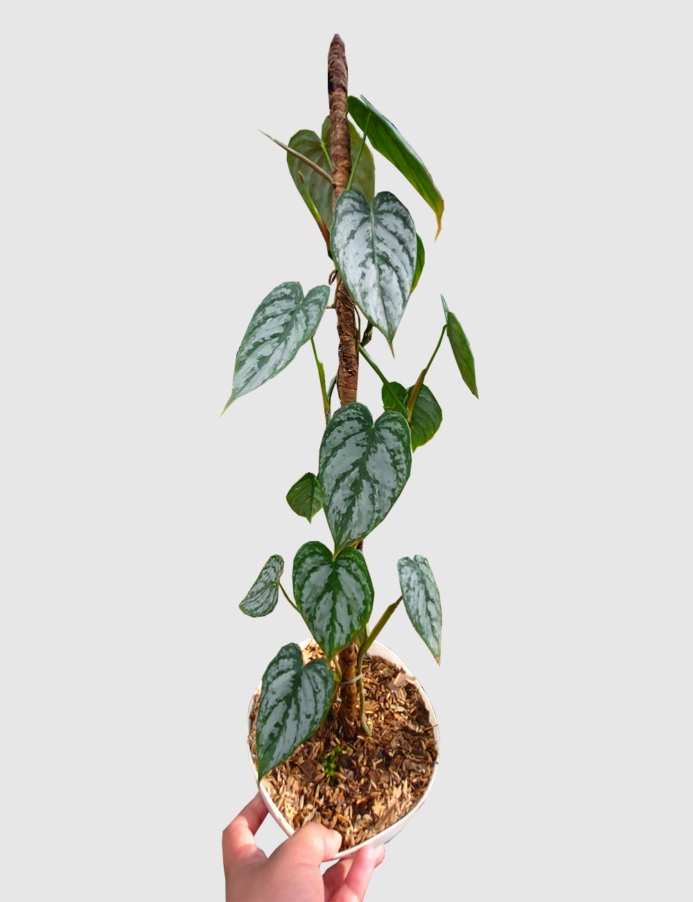Philodendron brandtianum