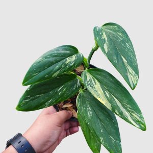 Monstera standleyana yellow varigated