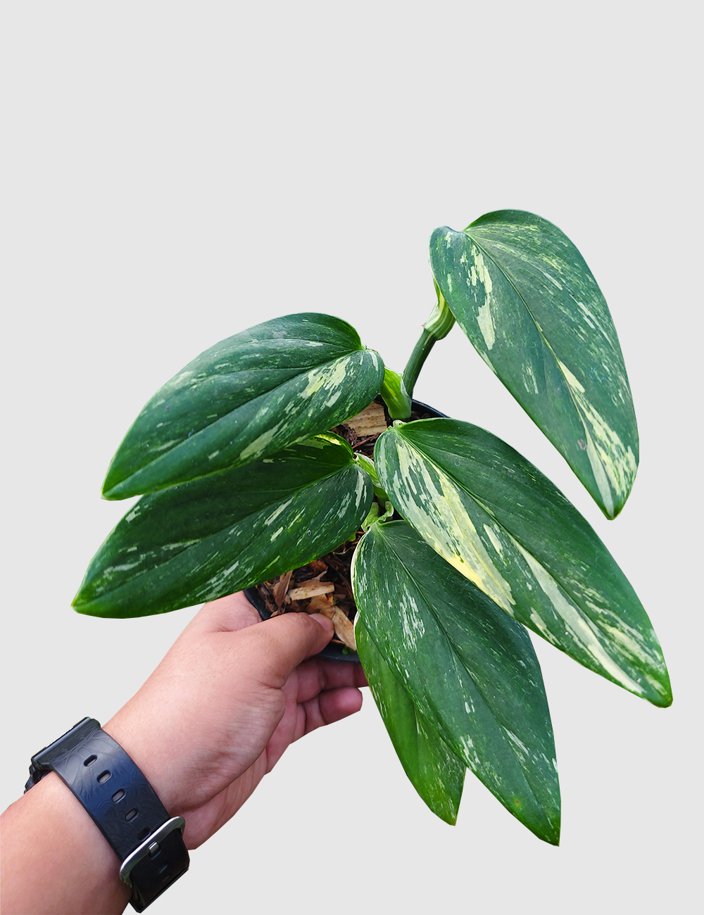 Monstera standleyana yellow varigated