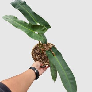 Philodendron atabapoense