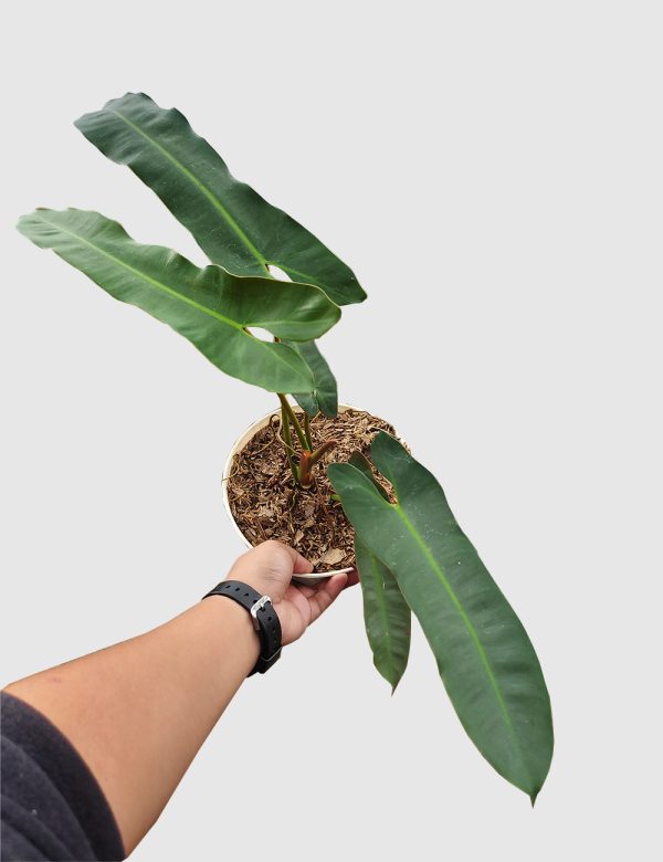 Philodendron atabapoense