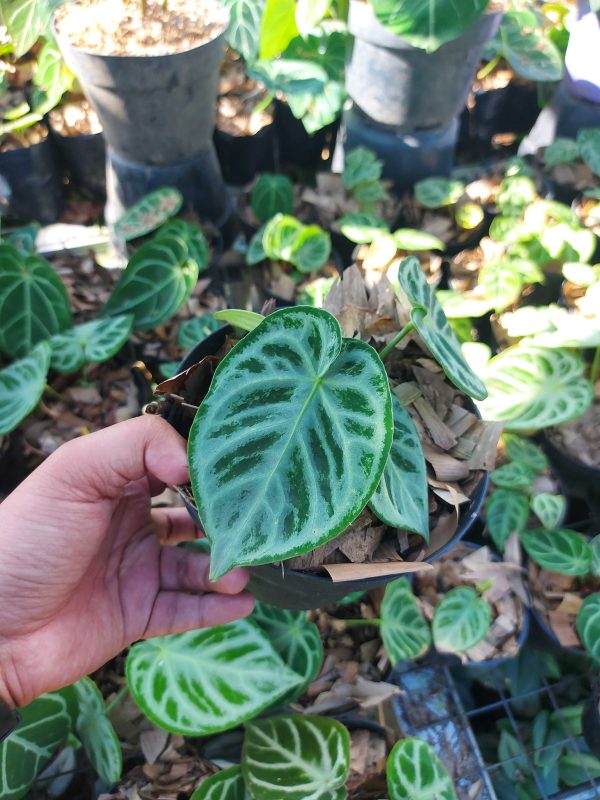 Anthurium dorayaki silver blush - Image 4