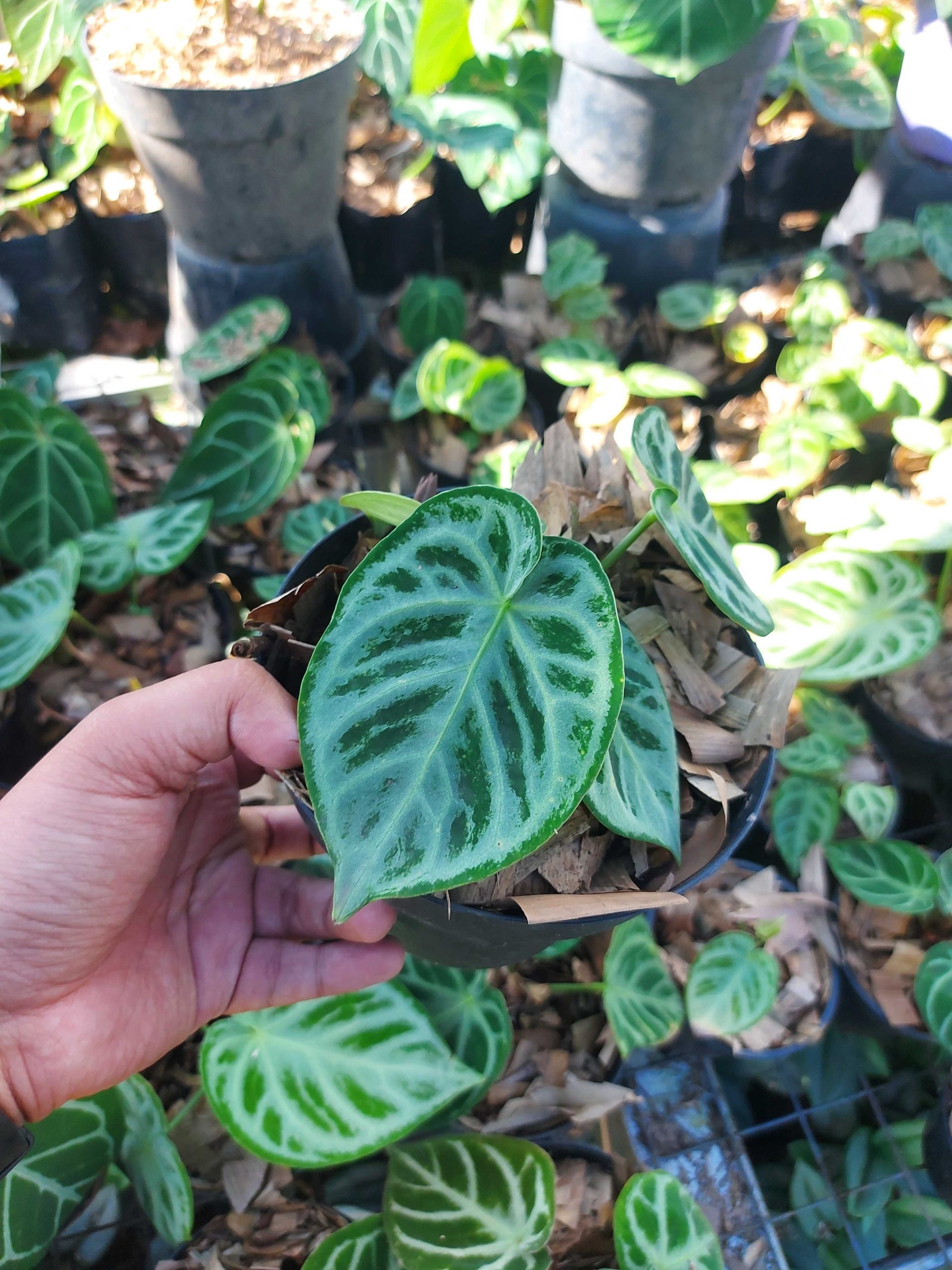 Anthurium dorayaki silver blush - Image 4