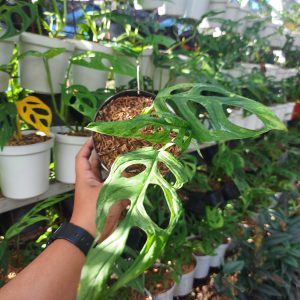 Monstera adansoni local varigated