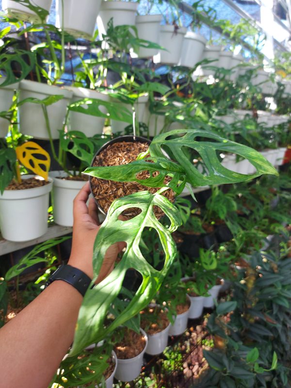 Monstera adansoni local varigated - Image 2