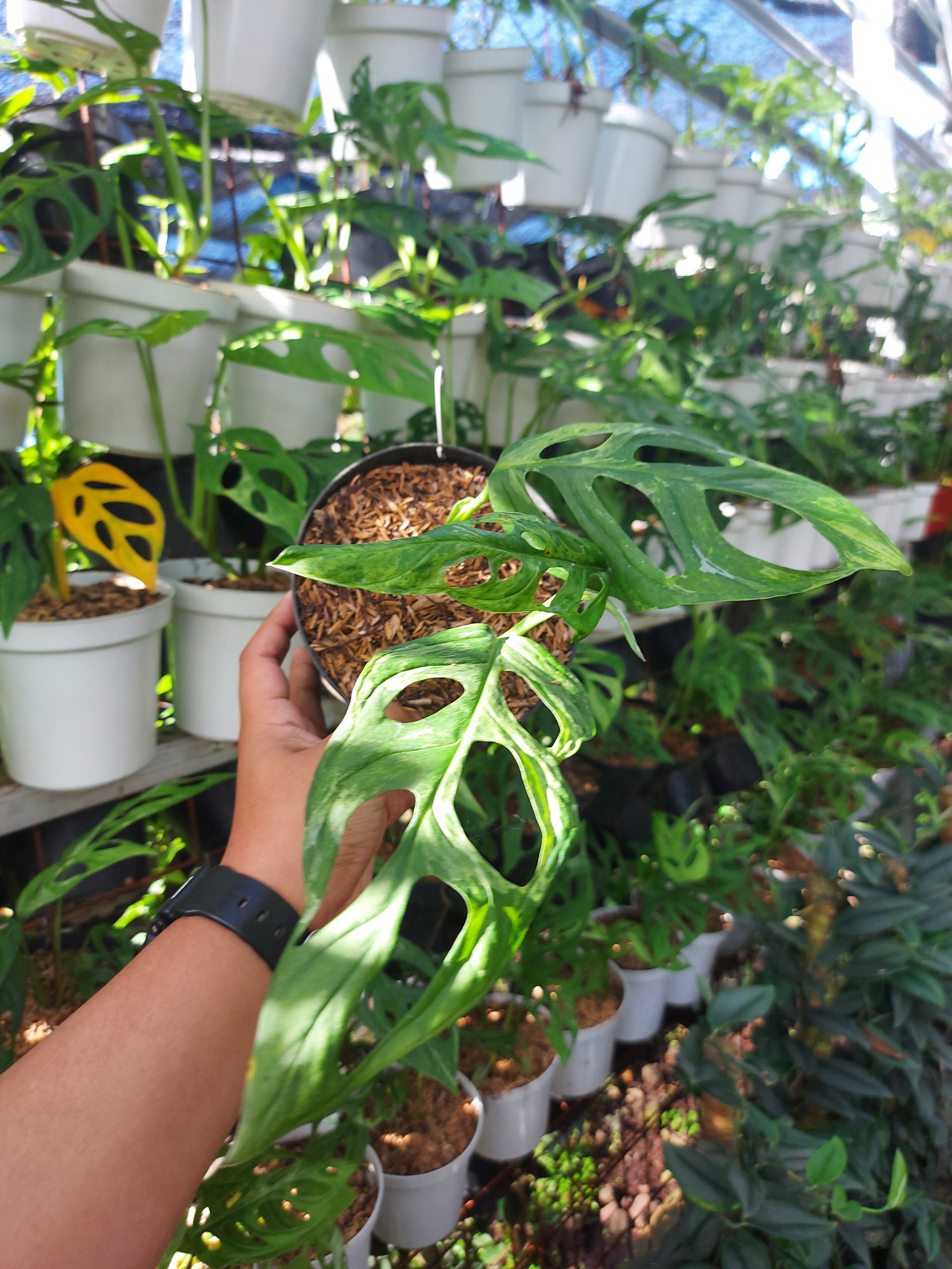 Monstera adansoni local varigated - Image 2