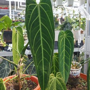 Anthurium Warocqueanum