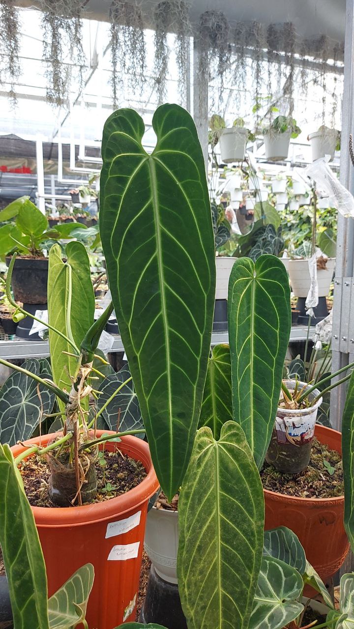 Anthurium Warocqueanum