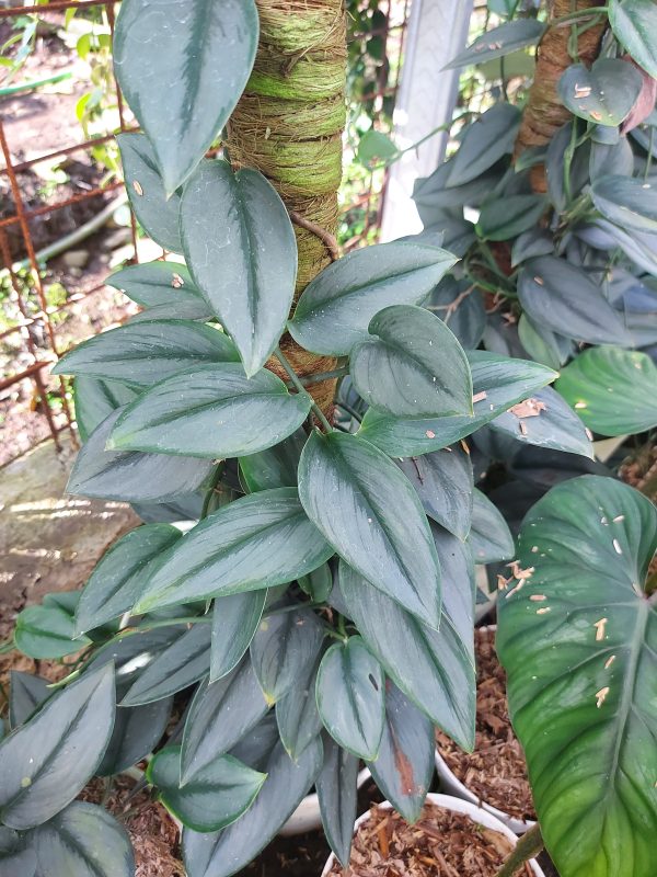 Scindapsus treubii moonlight - Image 3