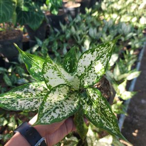 Aglaonema snow white