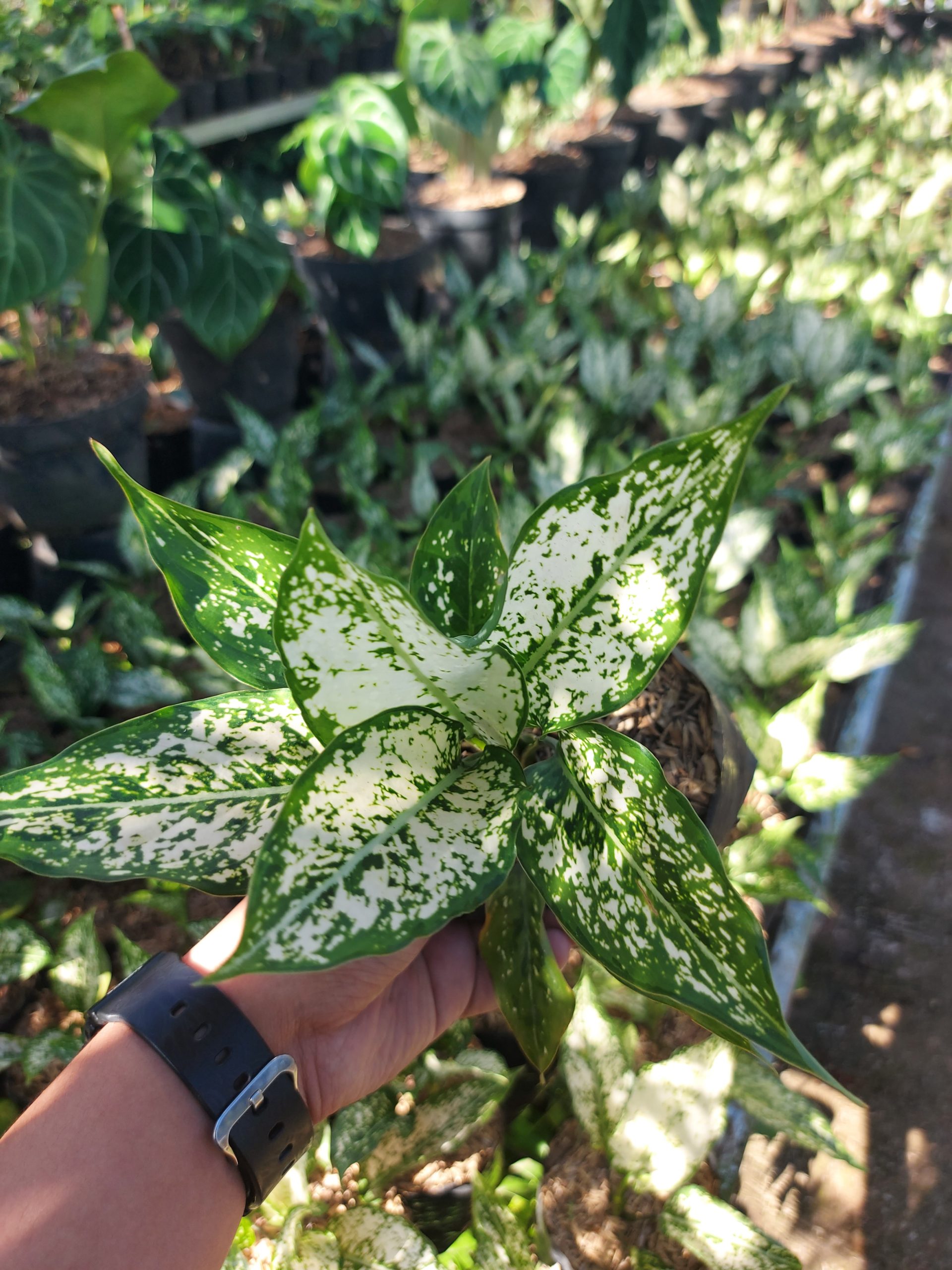 Aglaonema snow white