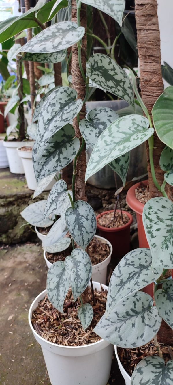 Scindapsus silver lady - Image 2