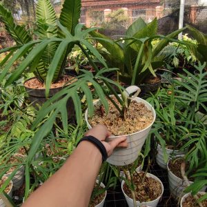 Philodendron Elegans