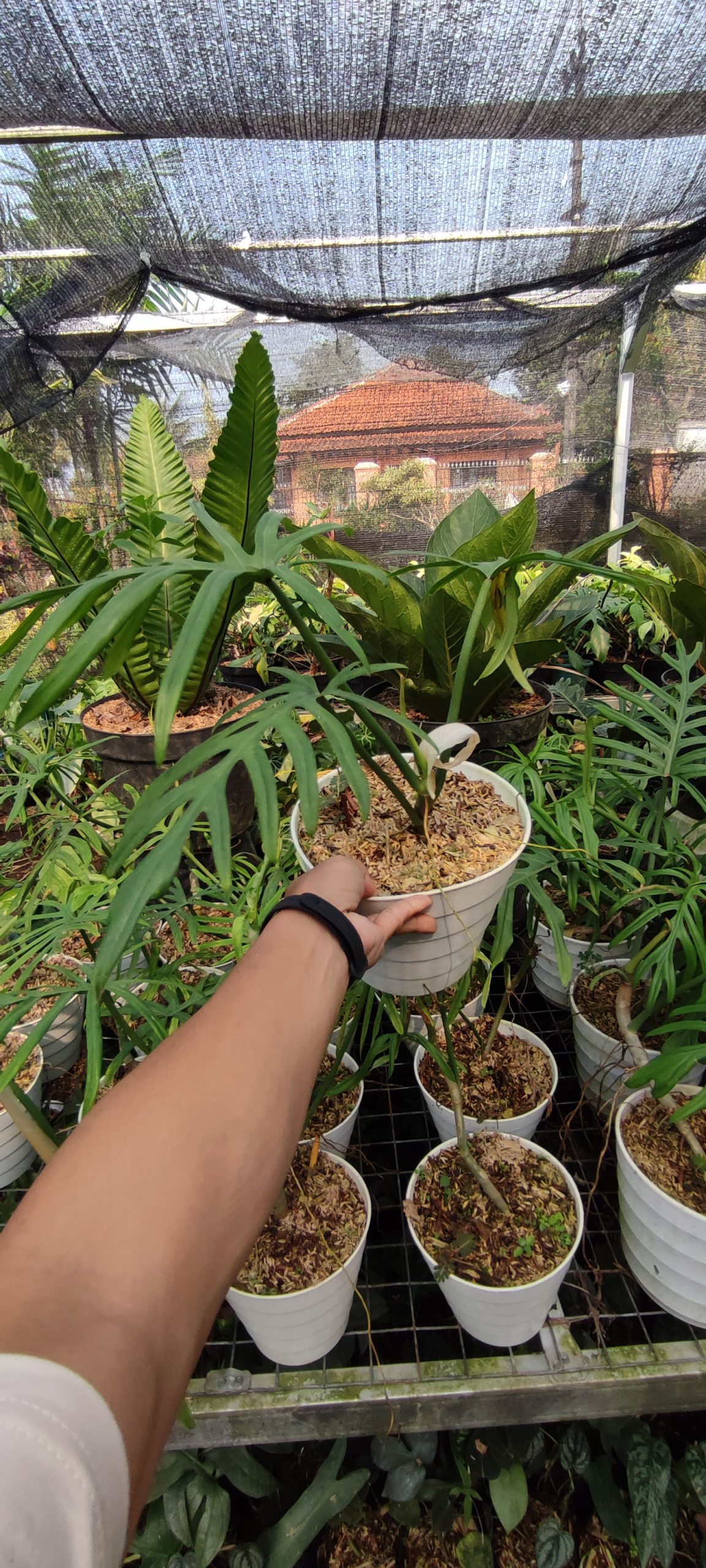 Philodendron Elegans