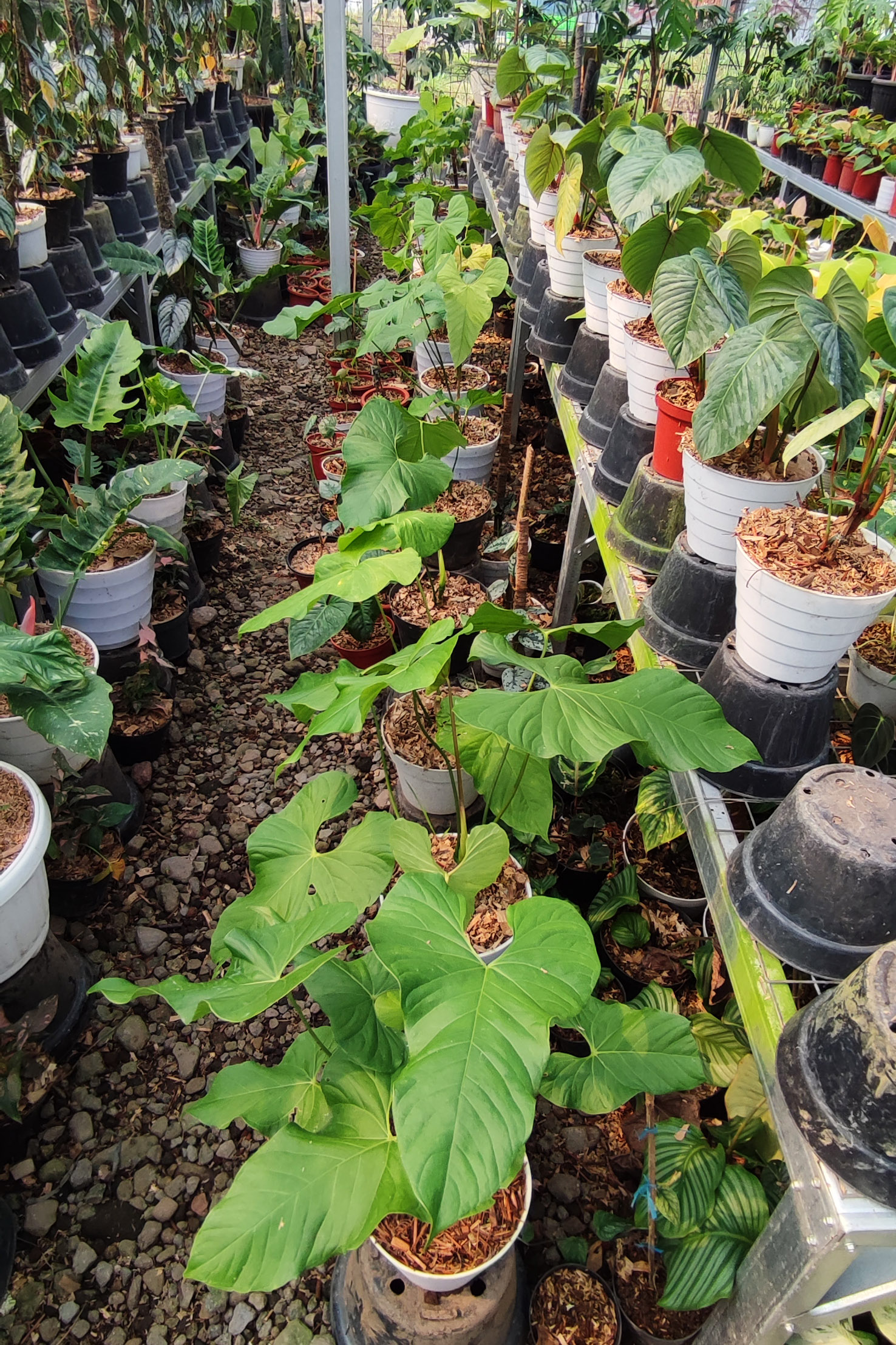 Aglaonema Jayanti - Image 2