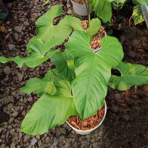 Anthurium Baloanum