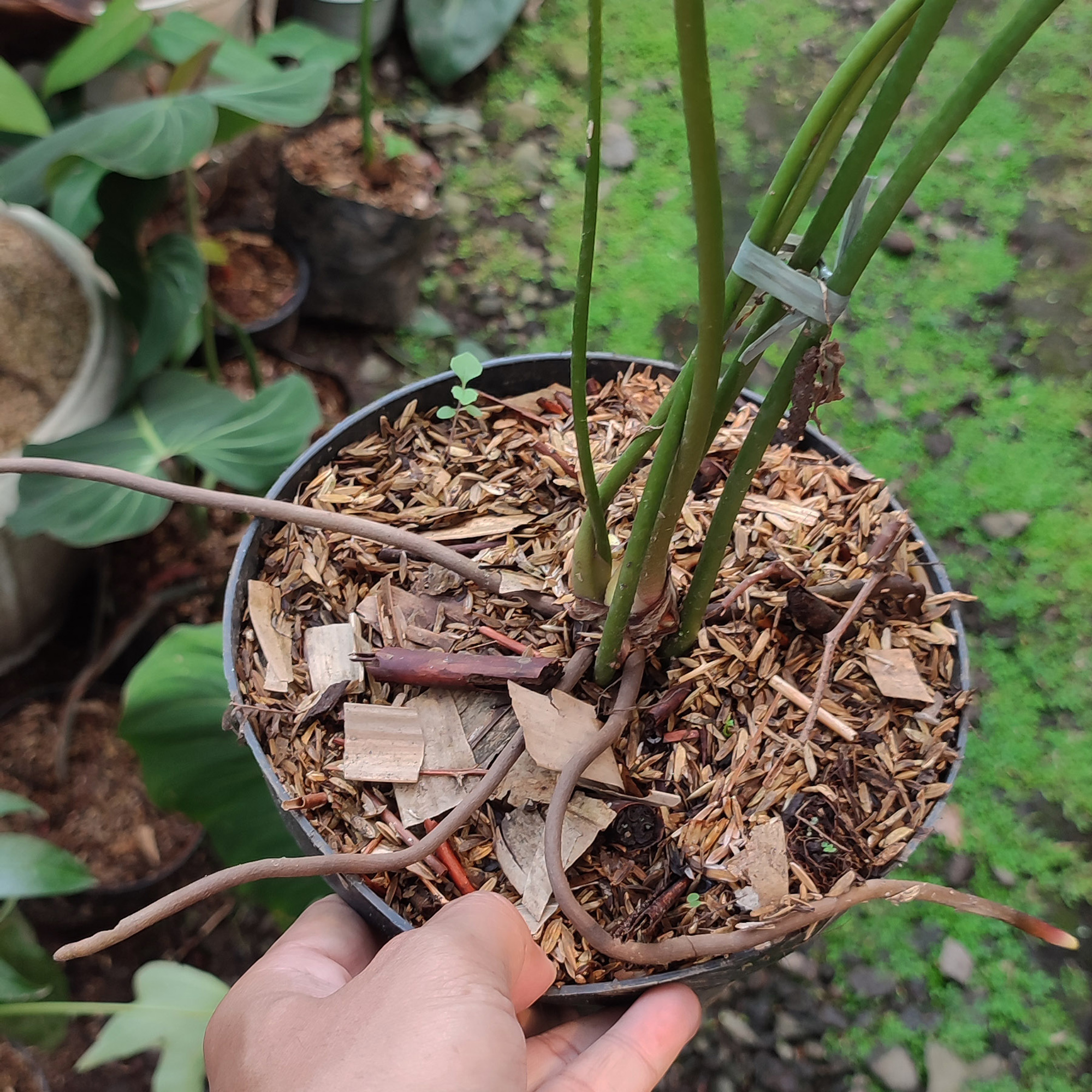 Anthurium Pedatoradiatum - Image 2