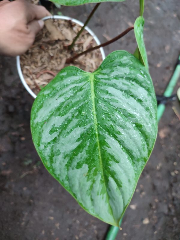 Philodendron majestic - Image 4