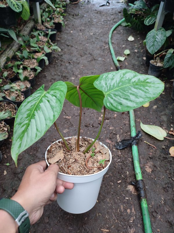 Philodendron majestic - Image 3