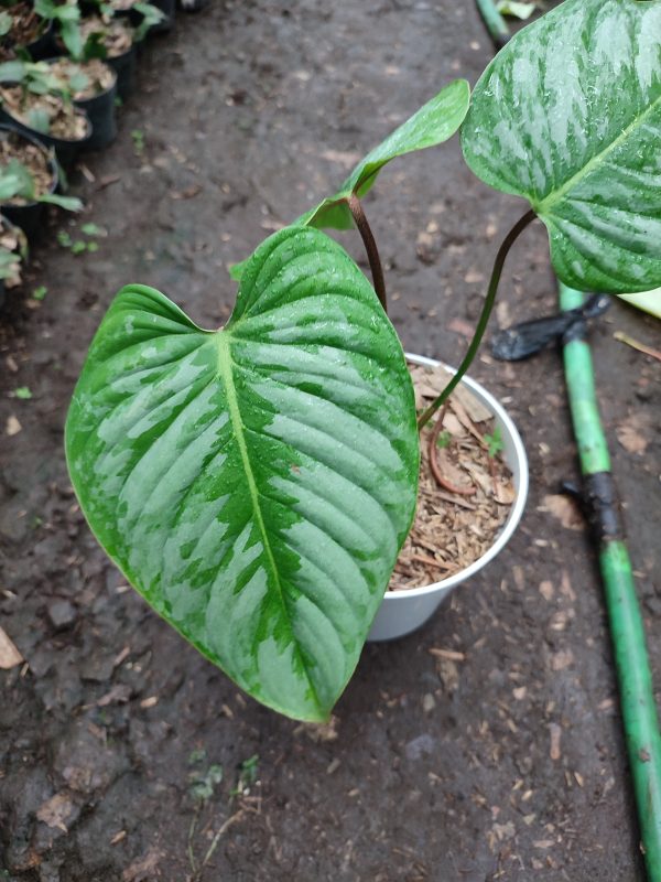 Philodendron majestic - Image 2