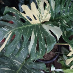 Monstera Thai Constellation varigated