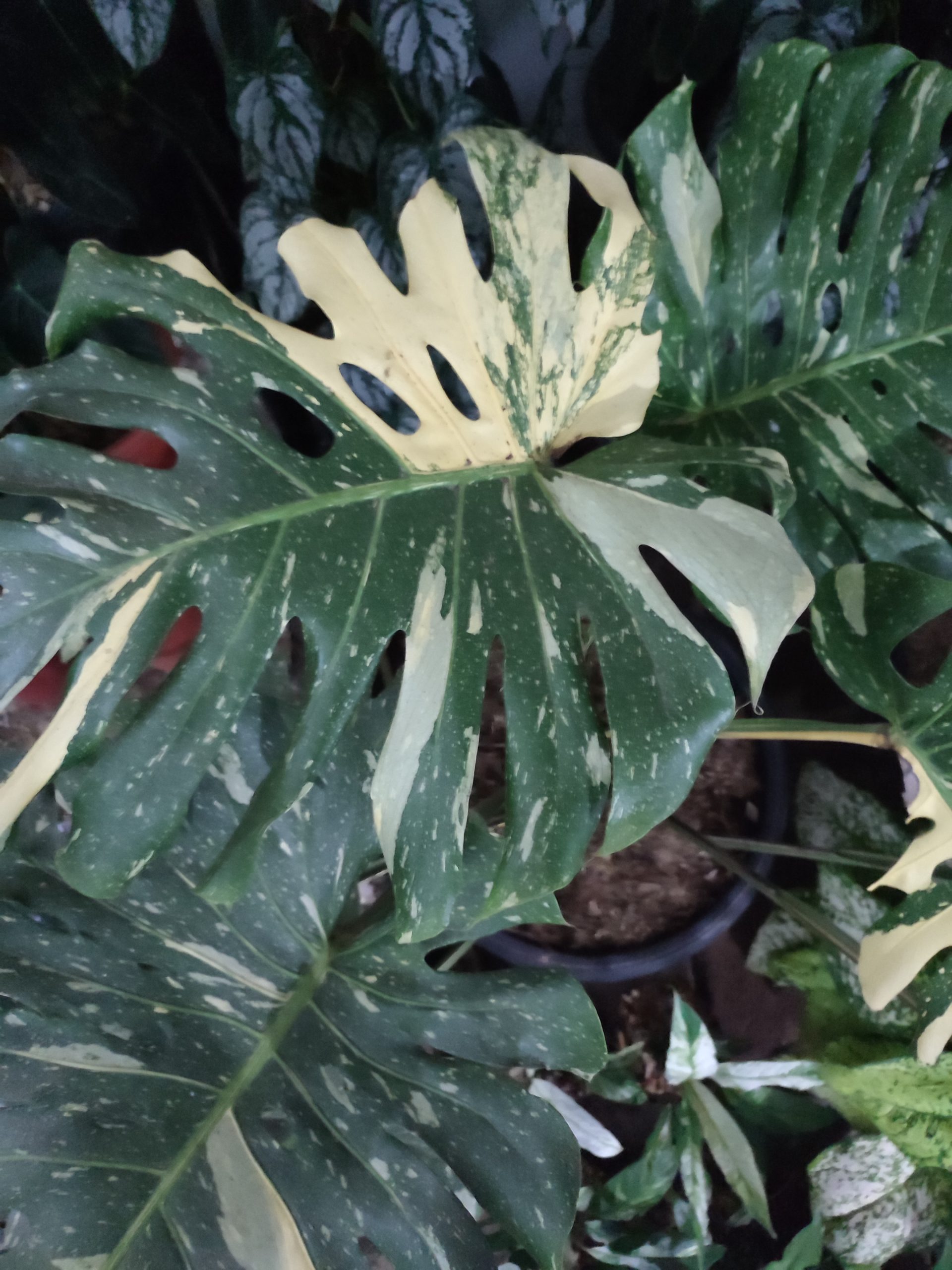 Monstera Thai Constellation varigated