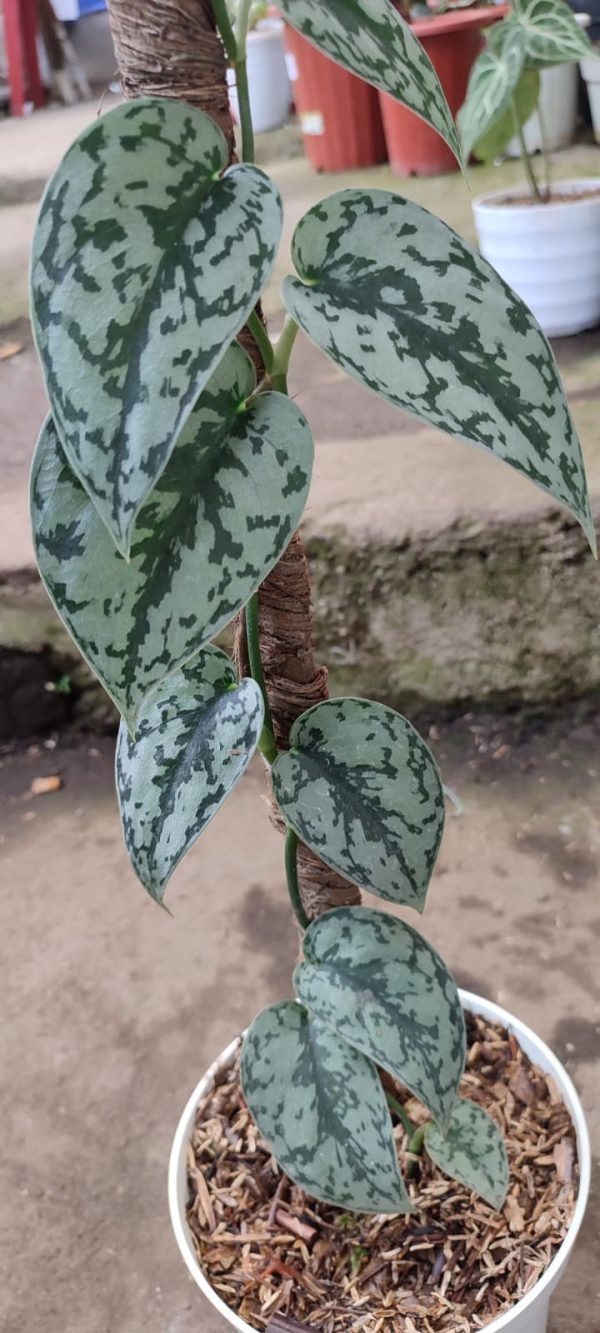 Scindapsus silver lady - Image 3