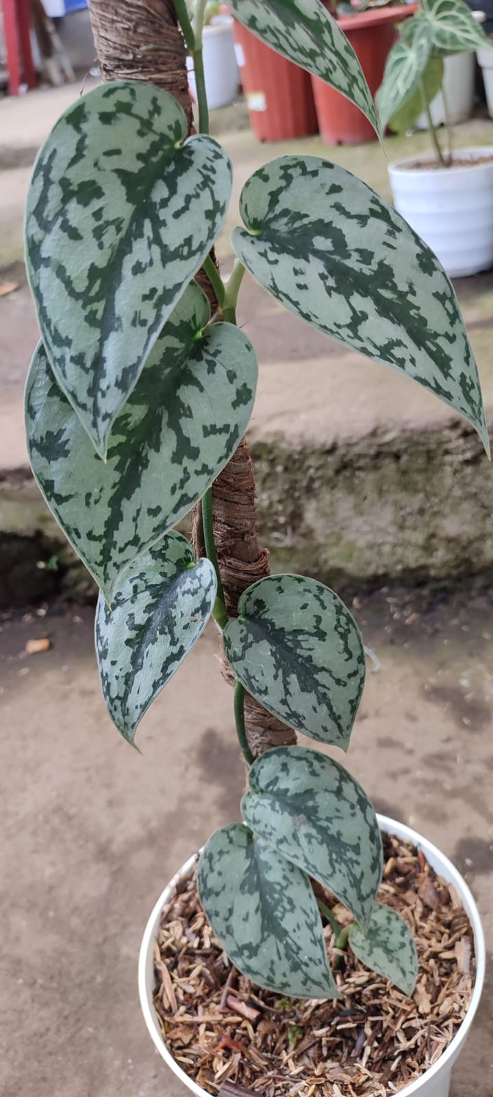 Scindapsus silver lady - Image 3