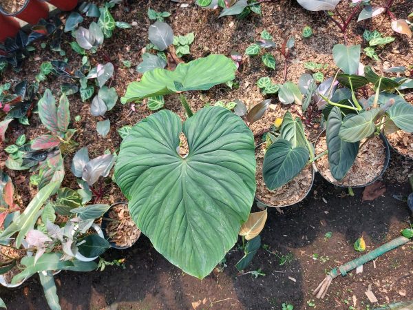 Philodendron Plowmanii - Image 2