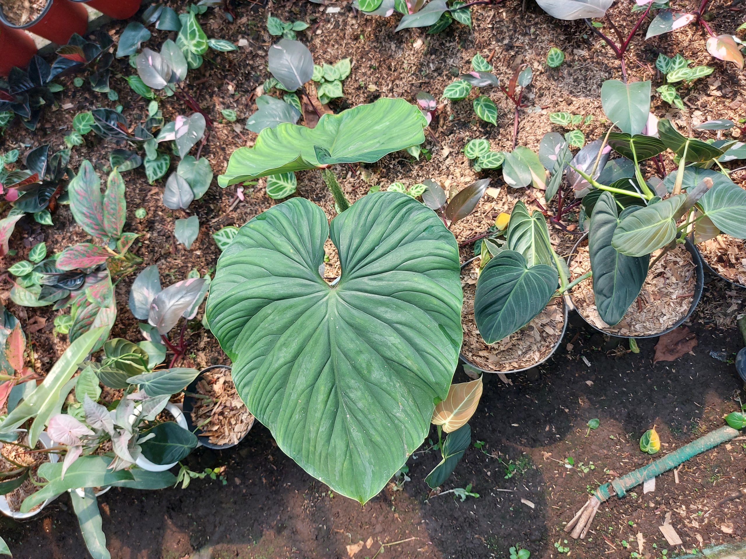 Philodendron Plowmanii - Image 2