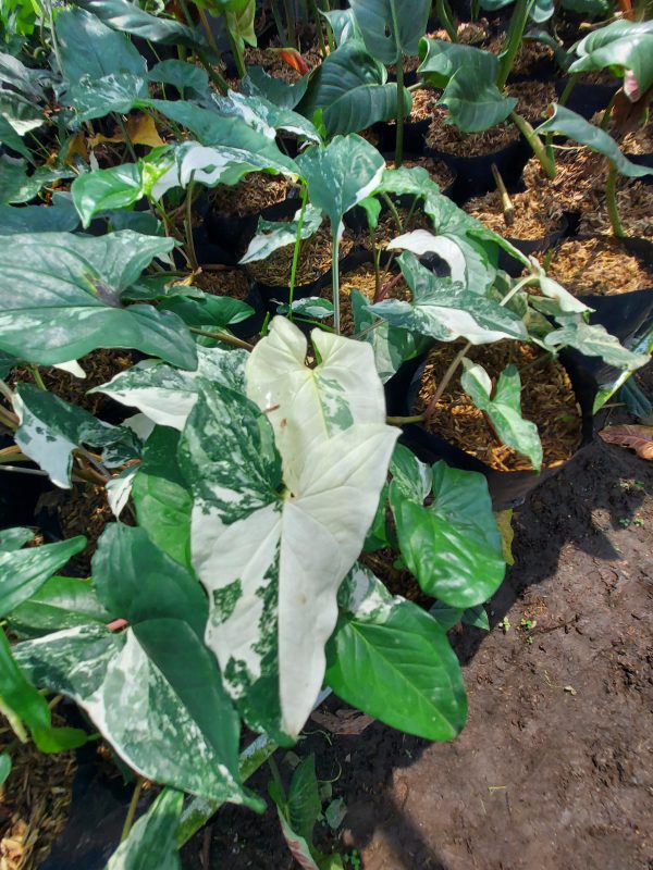 Syngonium Albo variegated - Image 2