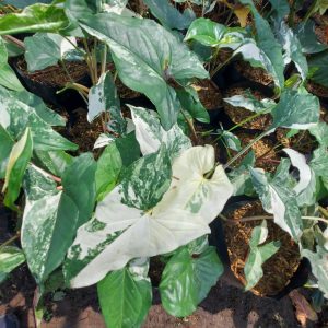 Syngonium Albo variegated