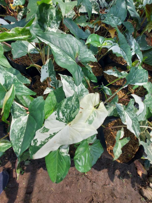 Syngonium Albo variegated