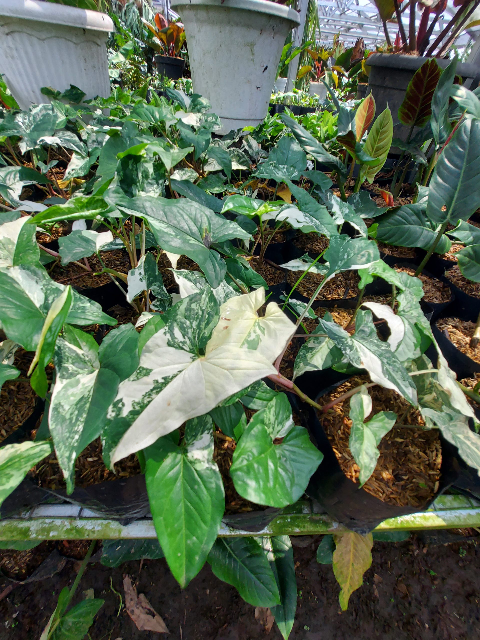 Syngonium Albo variegated - Image 3