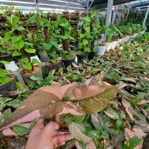 Syngonium Pink Splash