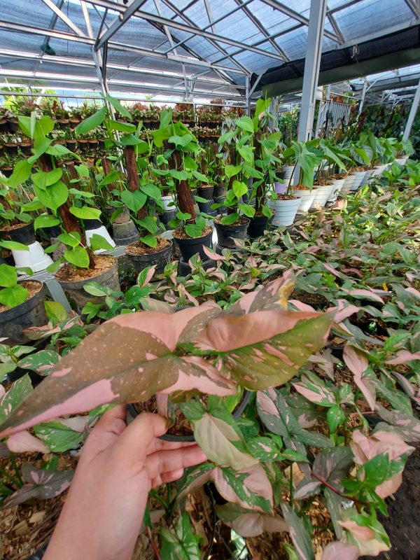 Syngonium Pink Splash