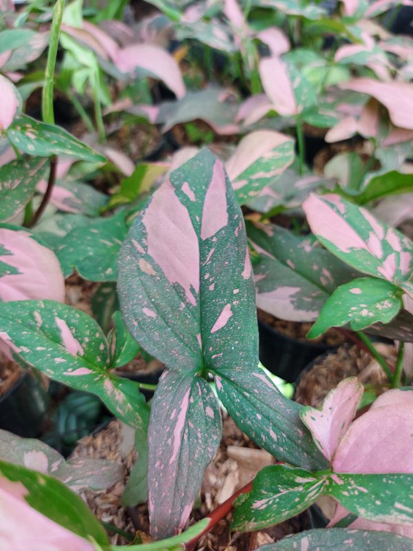 Syngonium Pink Splash - Image 2