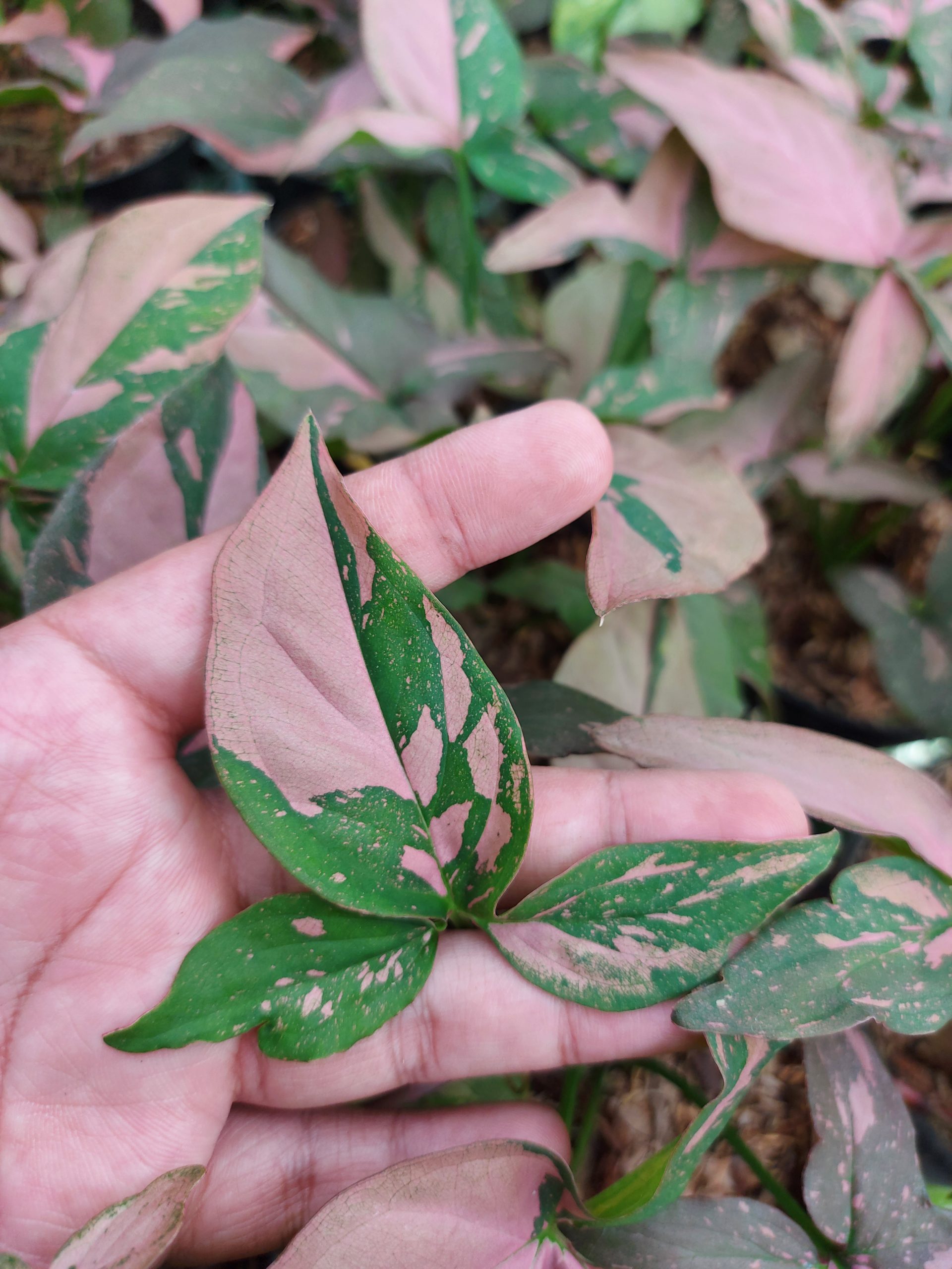 Syngonium Pink Splash - Image 3