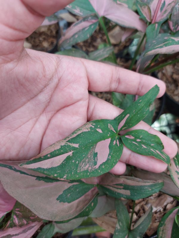 Syngonium Pink Splash - Image 4