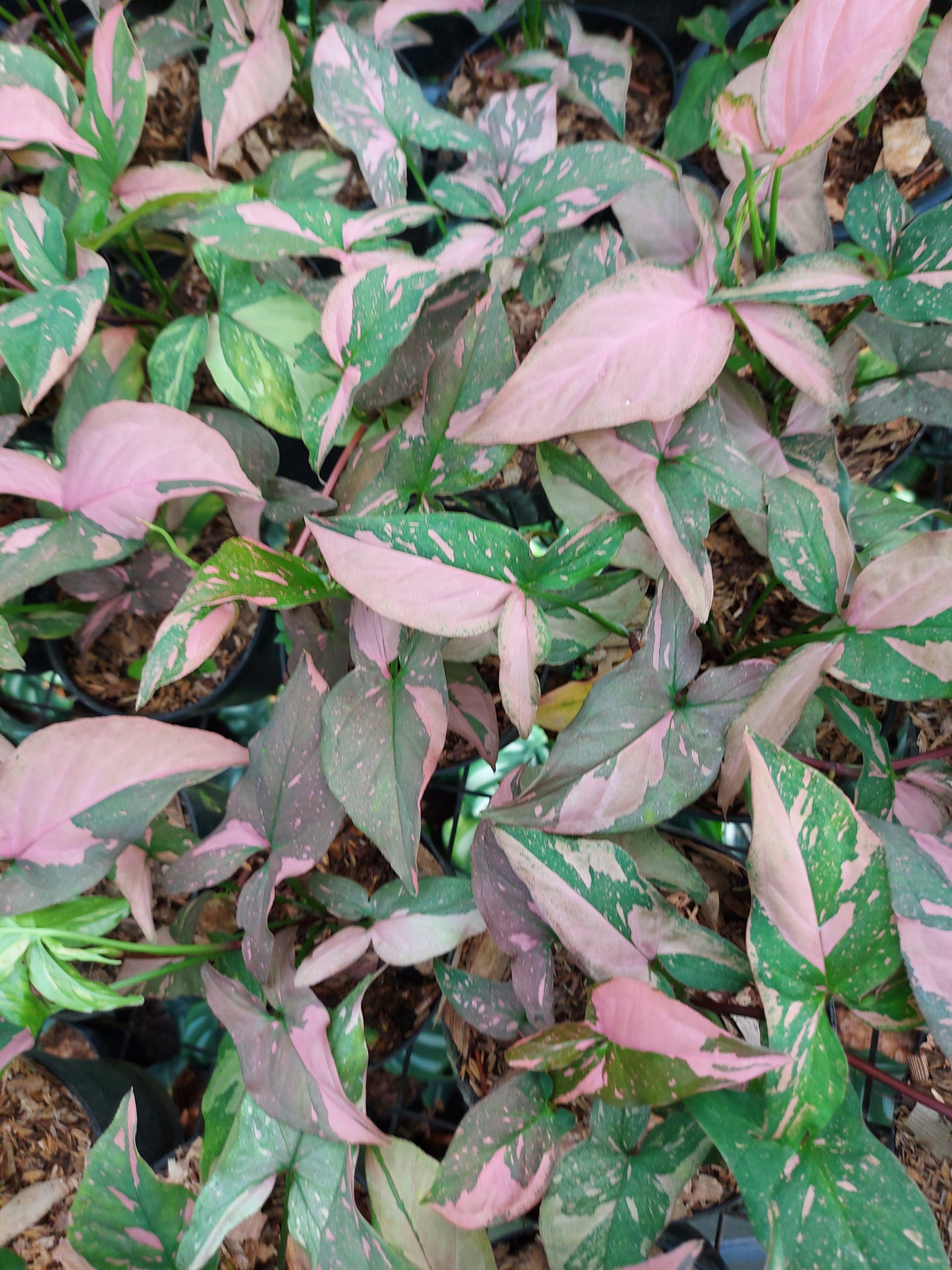 Syngonium Pink Splash - Image 5