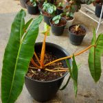 Philodendron Bilitiae Non Variegated (Orange Stem)
