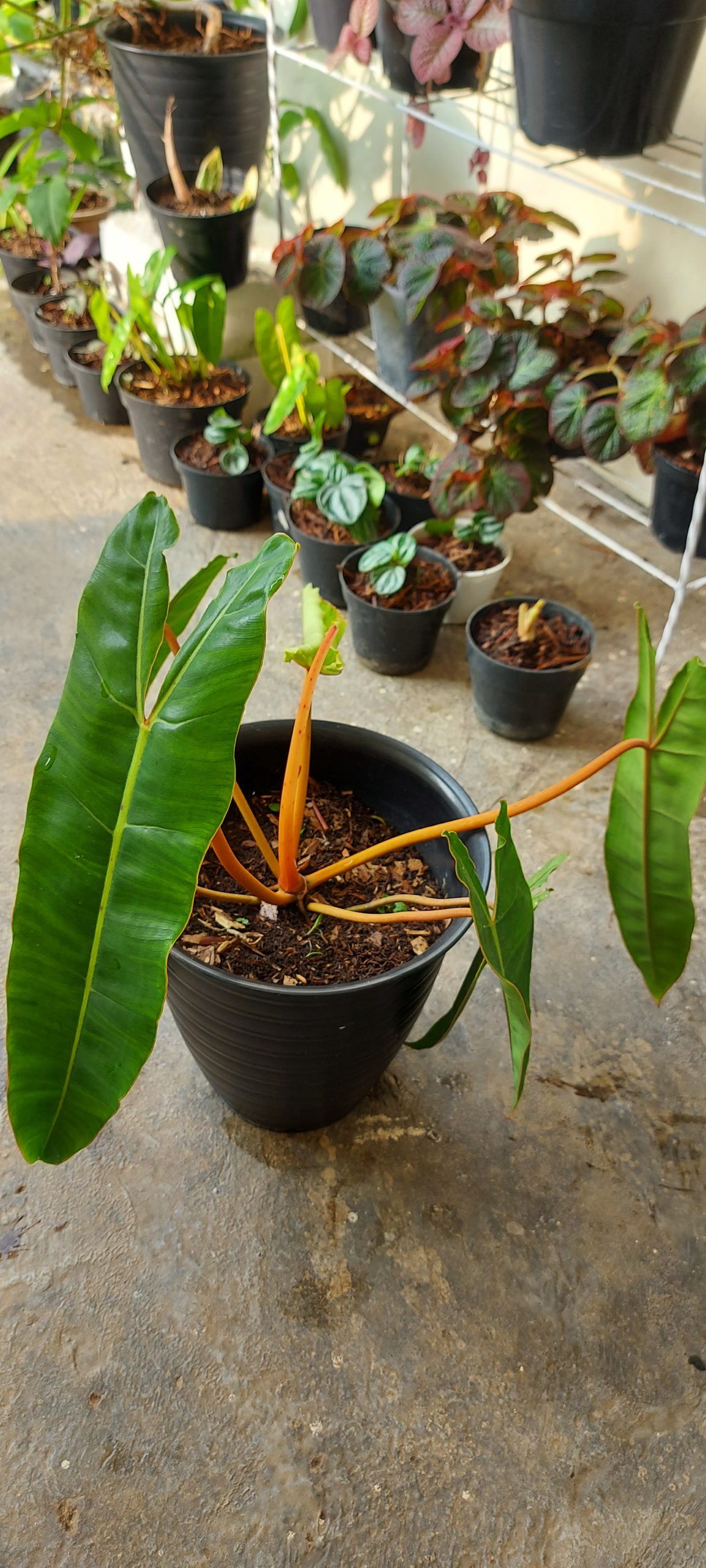 Philodendron Bilitiae Non Variegated (Orange Stem)