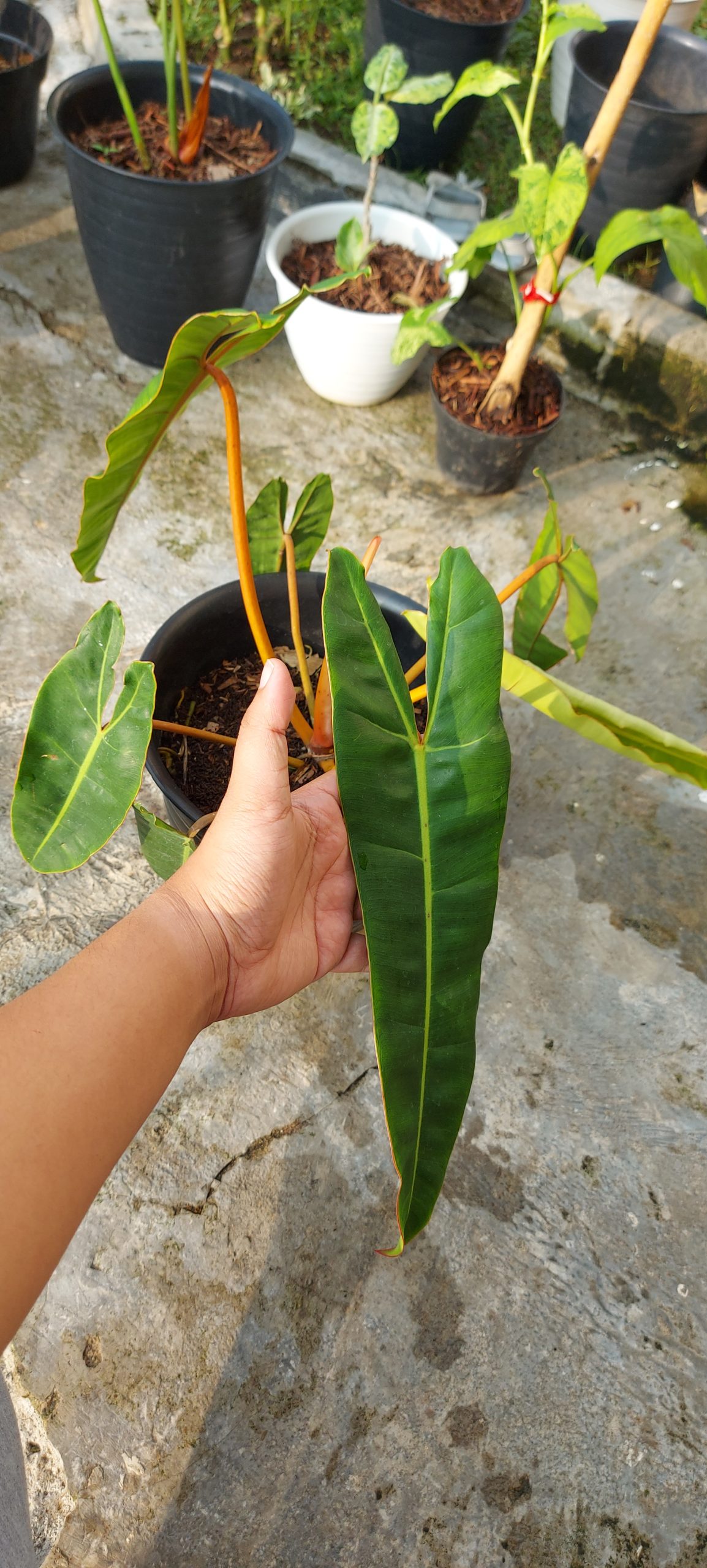 Philodendron Bilitiae Non Variegated (Orange Stem) - Image 2